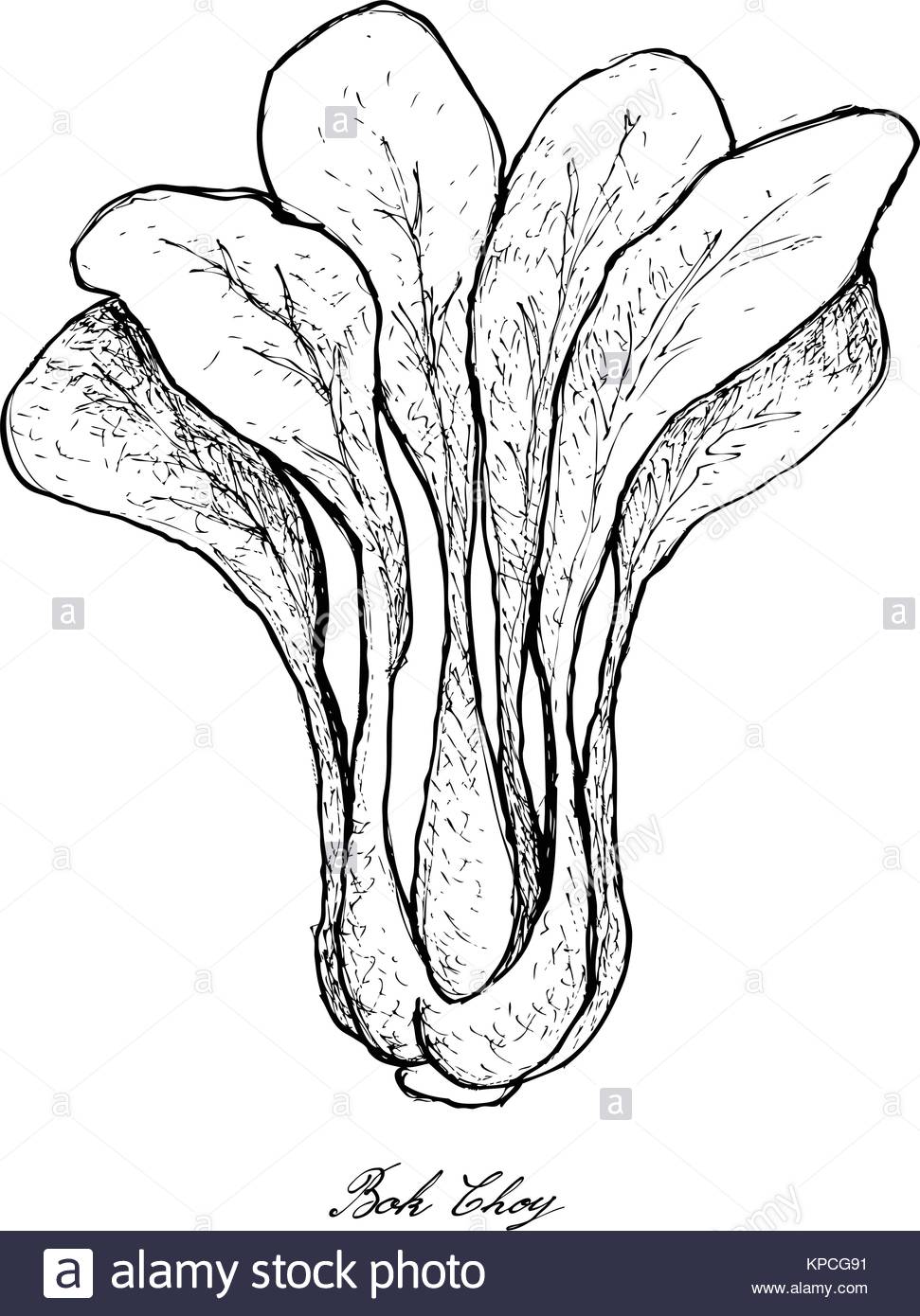 971x1390 Stem Vegetable, Illustration Of Hand Drawn Sketch Green Bok Choy