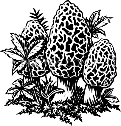 406x423 How To Draw A Morel Mushroom