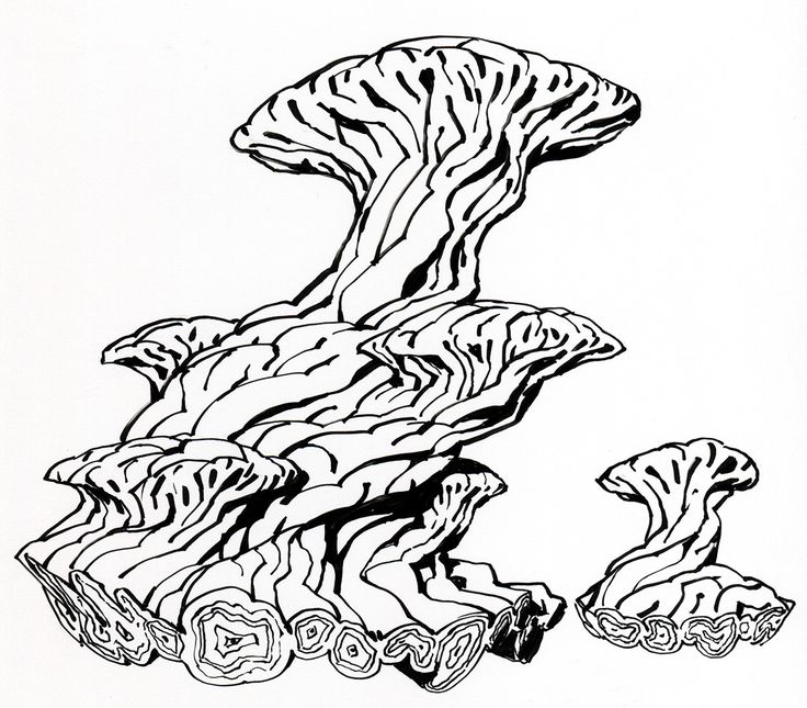 736x645 2816 Best Plants Images