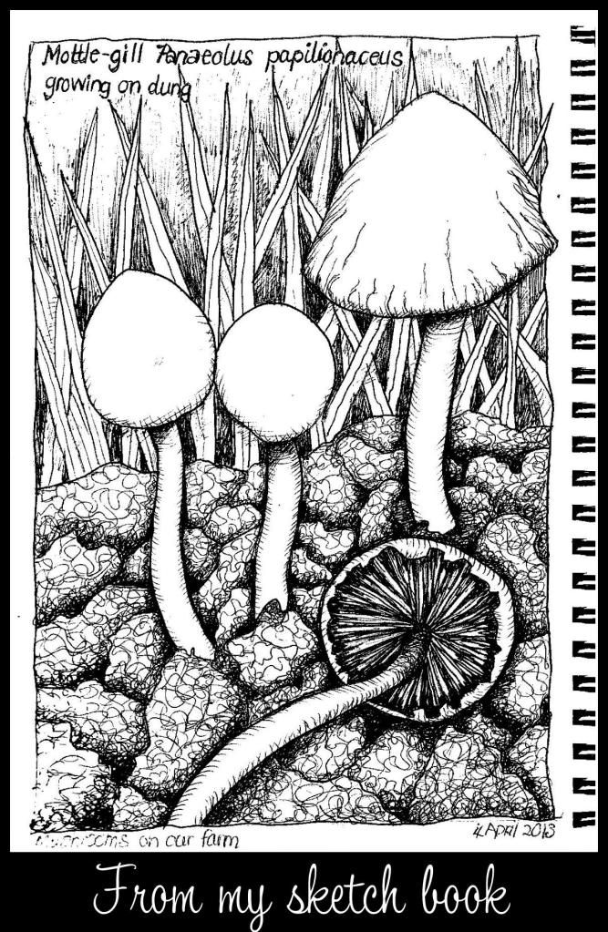 667x1023 48 Best Fungi Images On Fungi, Mushrooms And Mushroom Art