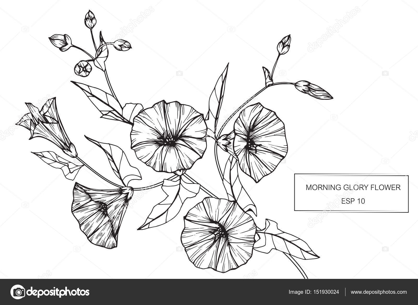 1600x1167 Morning Glory Flowers Drawing And Sketch With Line Art Stock