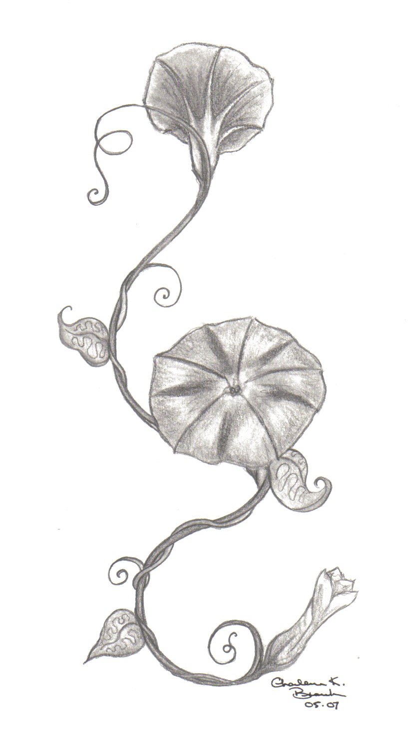 837x1484 Morning Glory By Charlib1