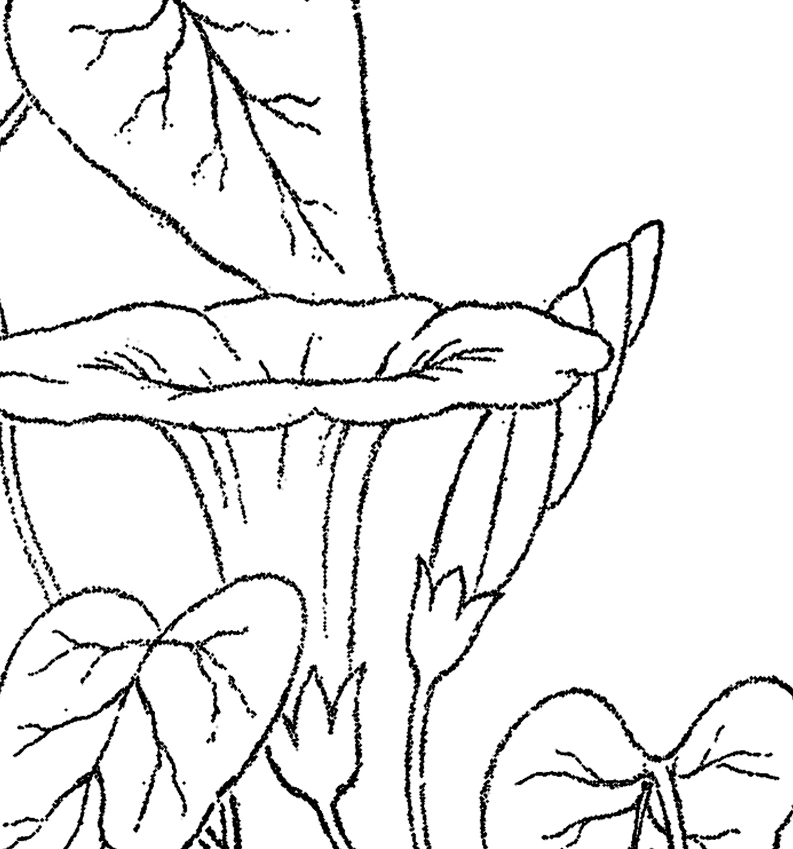 1147x1228 Morning Glory Clip Art Image!