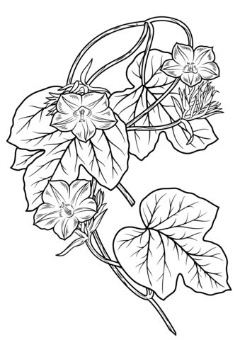 339x480 Morning Glory Flower Coloring Page Free Printable Coloring Pages