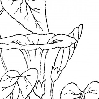 320x320 Morning Glory Clipart