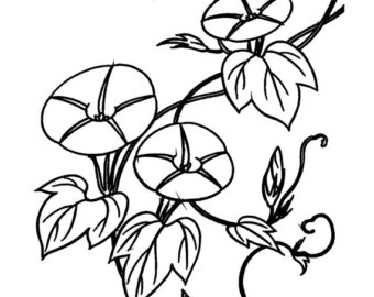 340x270 Morning Glory Vine Etsy