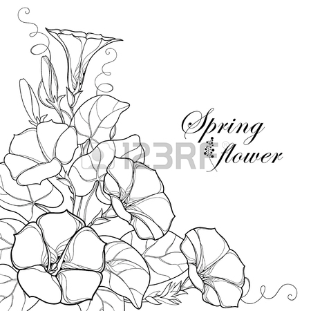 450x450 Perennial Morning Glory Images Amp Stock Pictures. Royalty Free