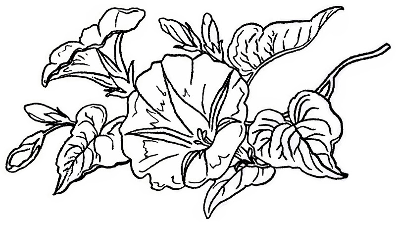 800x454 Vintage Flower Coloring Pages Printable Coloring For Kids