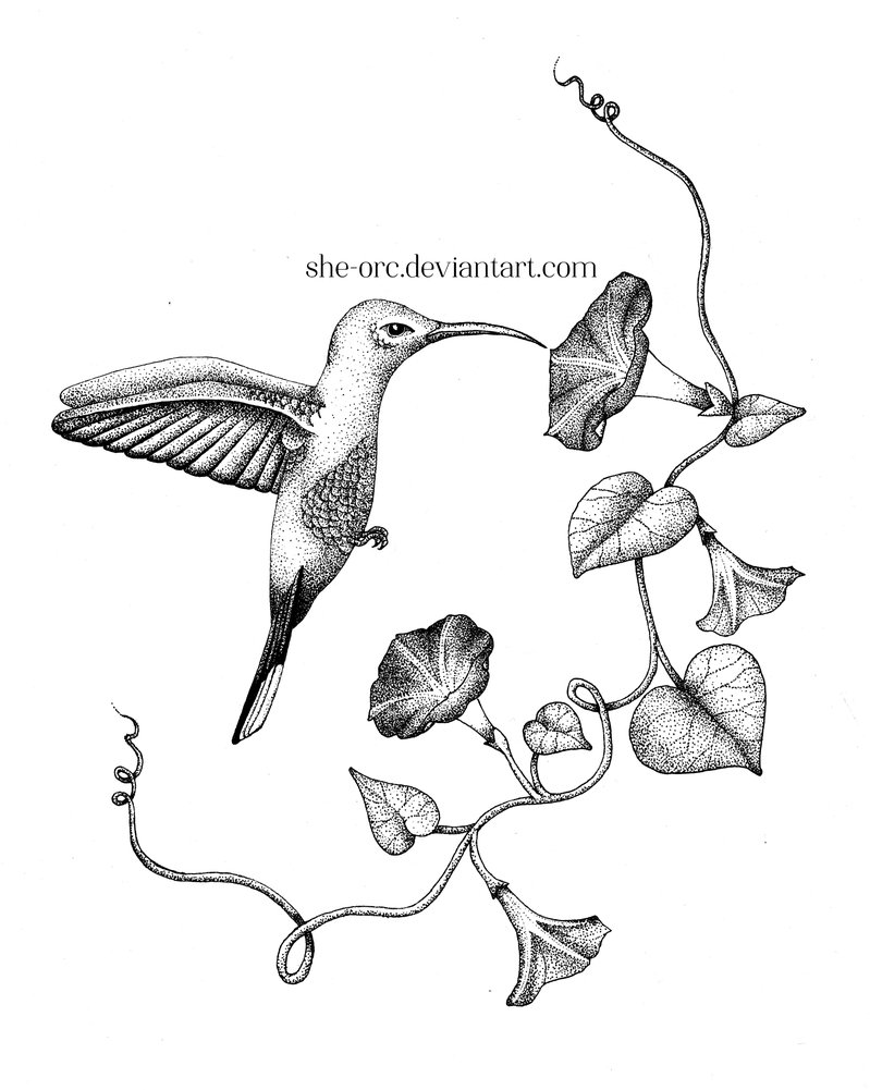 799x1001 Hummingbird And Morning Glories By She Orc