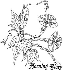 204x225 Morning Glory Stamp Ebay
