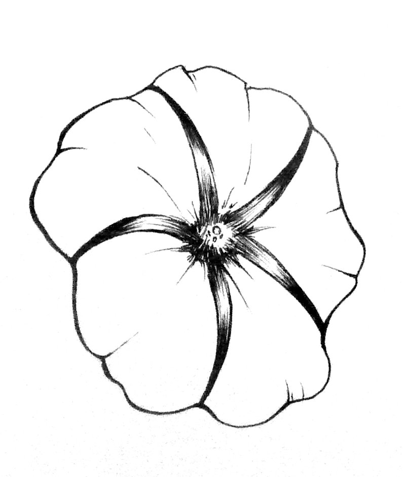 797x940 Flower Studies Morning Glory By Sheepnumber97245