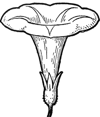 350x411 How To Draw Morning Glory Flower