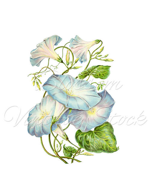 500x647 Light Blue Flower Print, Flower Print, Wall Art Decor, Fairy