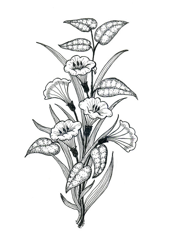 570x802 Morning Glories Pen And Ink Original Drawing By Jodidoodles