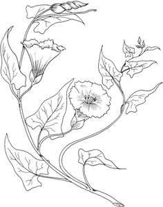 236x300 Morning Glory. From The Collection Botanical Illustrations