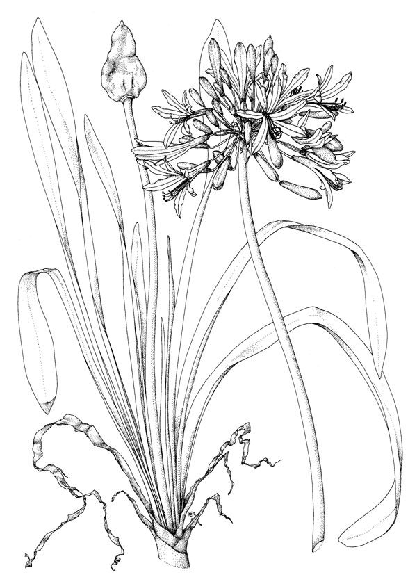 600x840 239 Best Agapanthus Photo And Art Images On Art