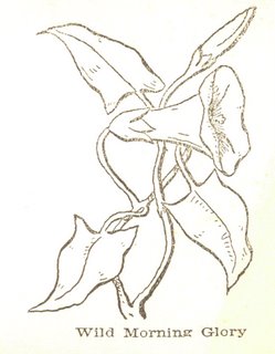 249x320 Printable Coloring Page, Wild Morning Glory The Common Room