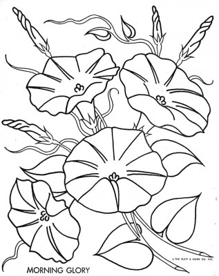 317x400 Morning Glory Coloring Book Embroidery, Flowers