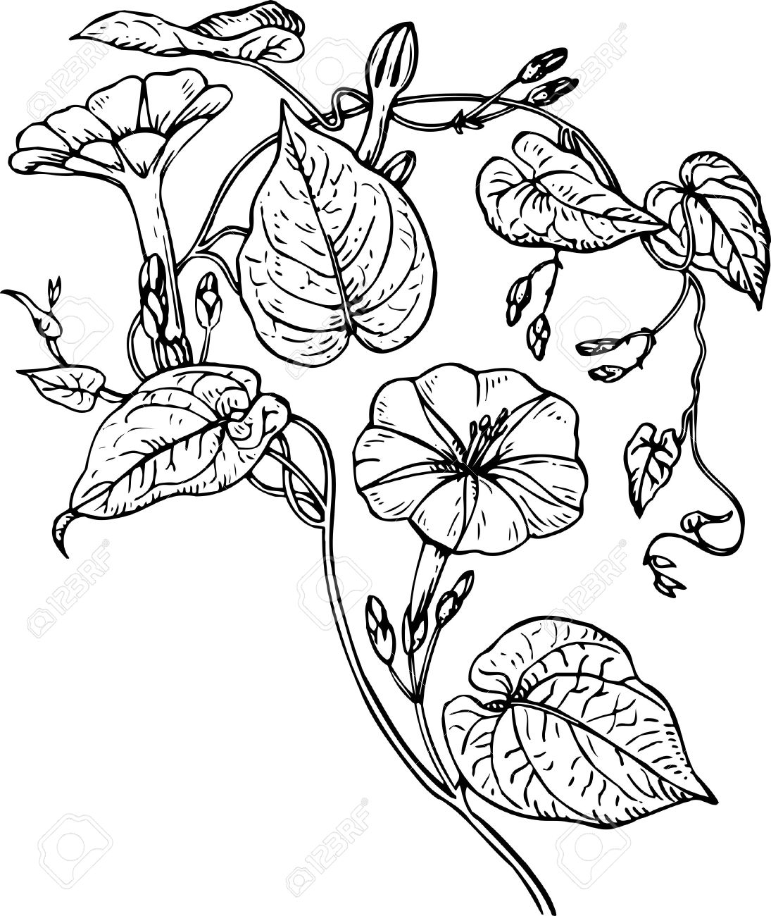 Morning Glory Botanical Drawing at GetDrawings | Free download