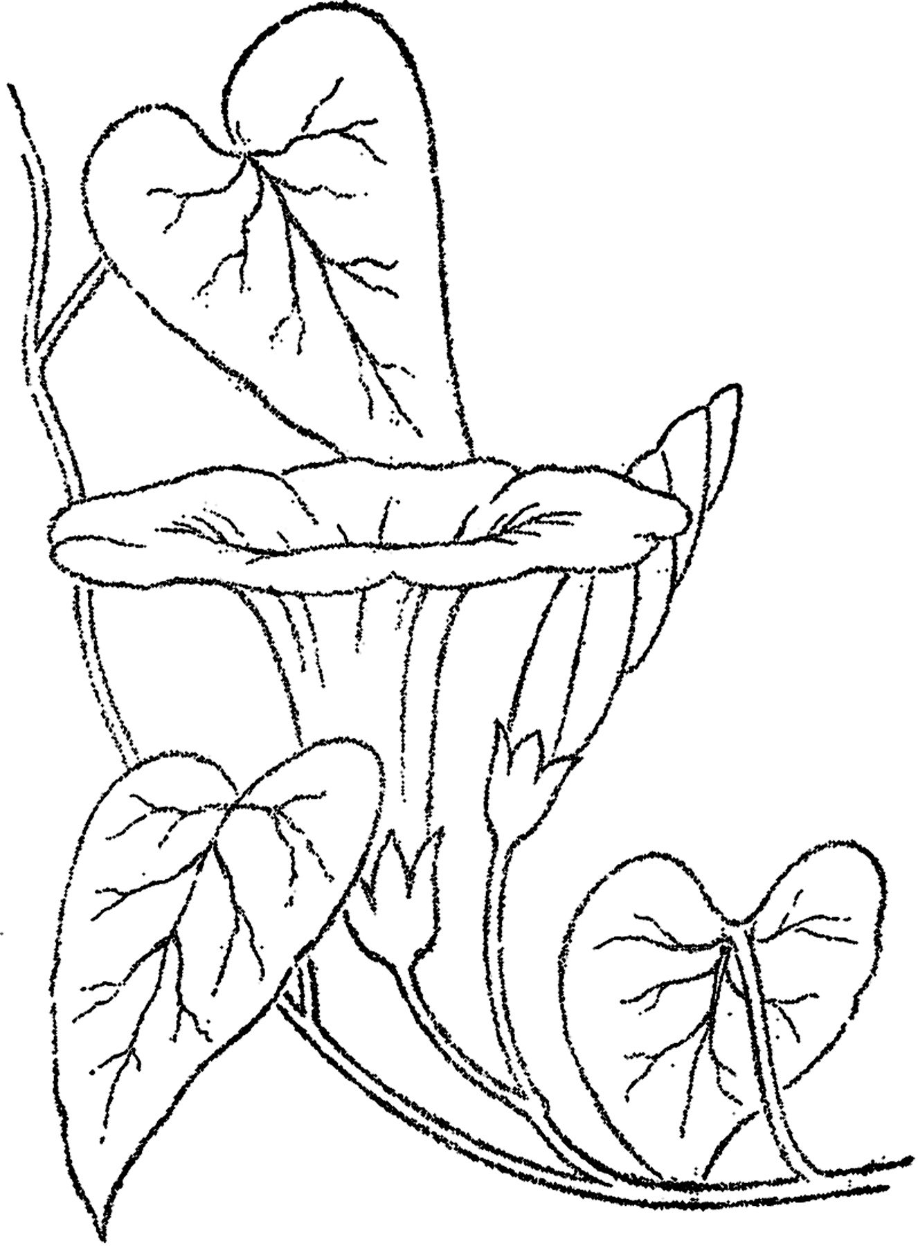 1326x1800 Morning Glory Vine Drawing