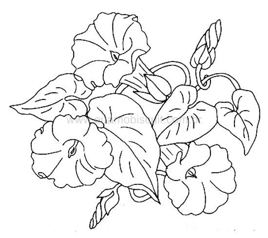 550x488 28 Best Morning Glories Images On Drawing Flowers