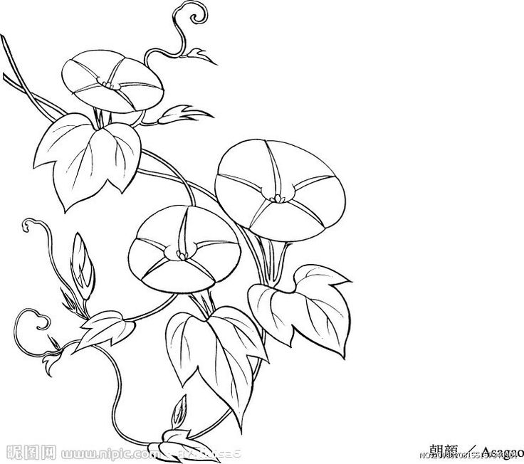 736x652 81 Best Borduur Morning Glory, Patrone Images