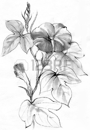 313x450 83 Astragalus Stock Vector Illustration And Royalty Free