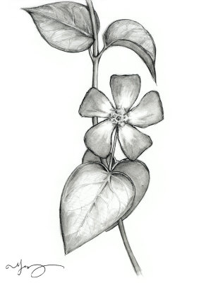 292x400 An Oleander For My Grandma Lucille Art Tattoo