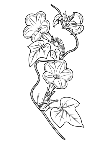 339x480 Ivy Leaf Morning Glory Coloring Page Free Printable Coloring Pages