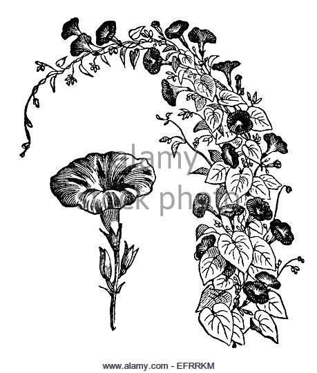 459x540 Morning Glory Flower Black And White Stock Photos Amp Images