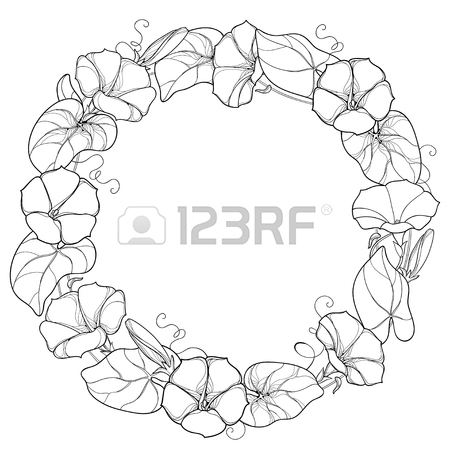 450x450 Perennial Morning Glory Images Amp Stock Pictures. Royalty Free