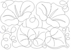 250x177 Shop Category Flowers Leaves Product Morning Glory 5 Bdr