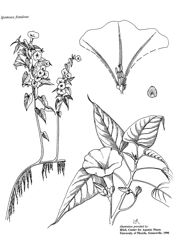 600x820 Drawn Vine Rainforest Plant