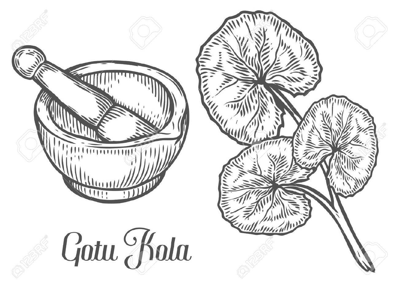 1300x928 Gotu Kola Plant With Mortar And Pestle. Black Isolated On White