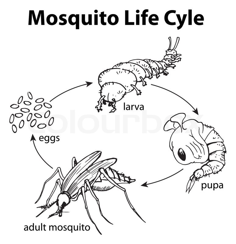 774x800 Illustration Of A Mosquito Life Cycle Stock Vector Colourbox