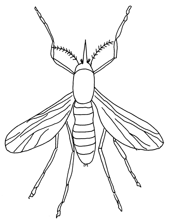 581x756 Mosquito Coloring Page