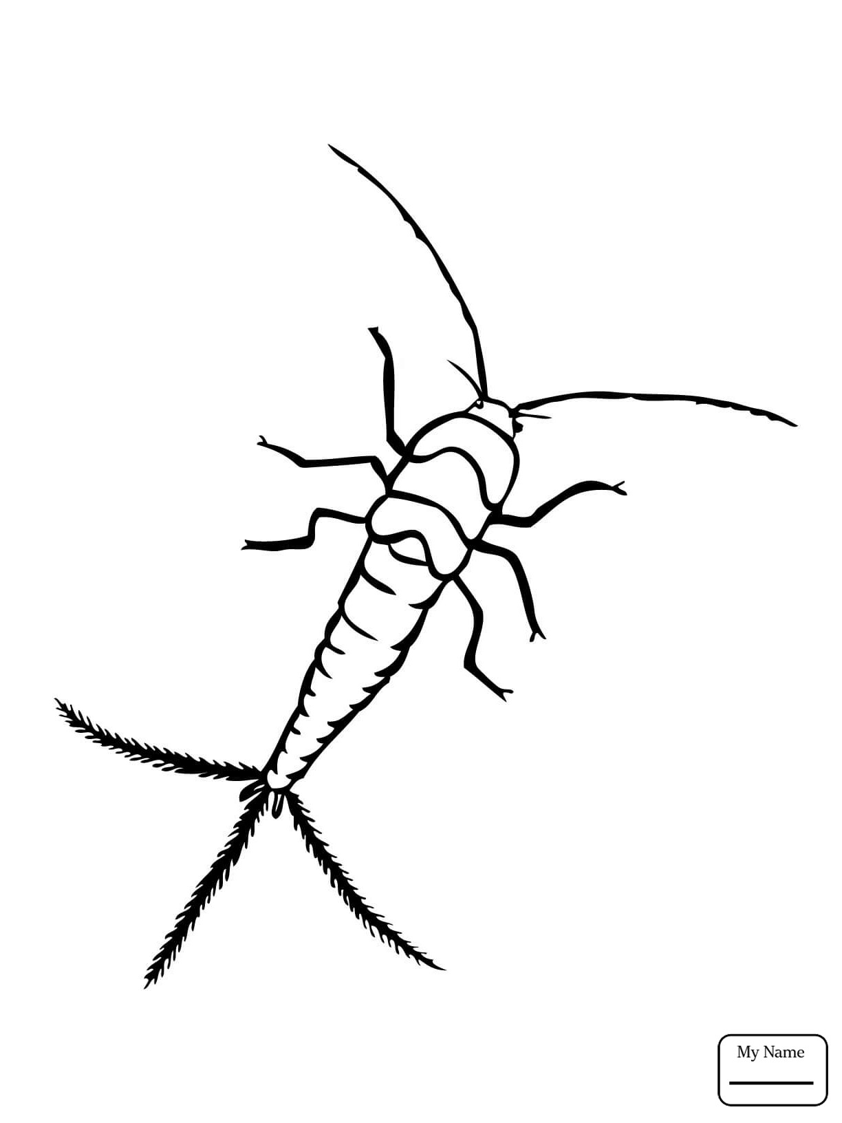 1224x1632 Free Mosquito Coloring Pages Free Draw To Color