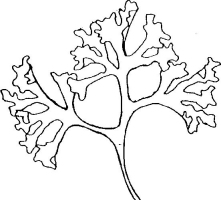 221x200 Index Of Magazinewp Contentsciencesfundylifeintroductory