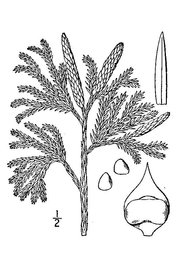 600x900 Large Line Drawing Of Lycopodium Obscurum Art Art