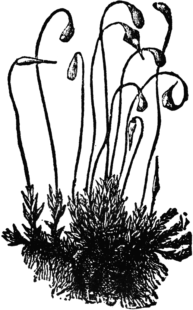 640x1024 Moss Clipart Etc