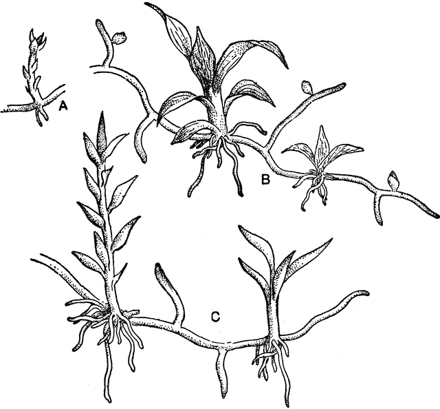 640x594 Moss Protonemata Clipart Etc