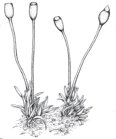 395x473 Sciency Thoughts Didymodon Novae Zelandiae A New Species Of Moss