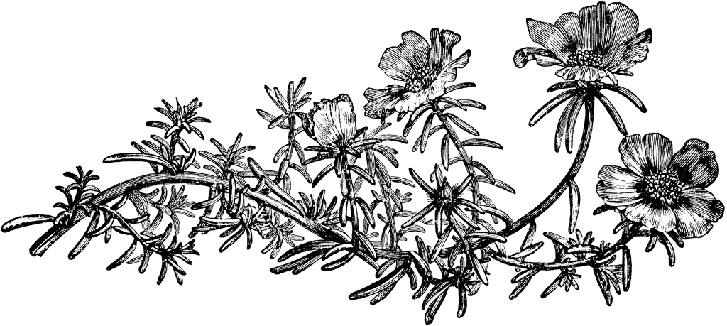 1024x459 Moss Garden