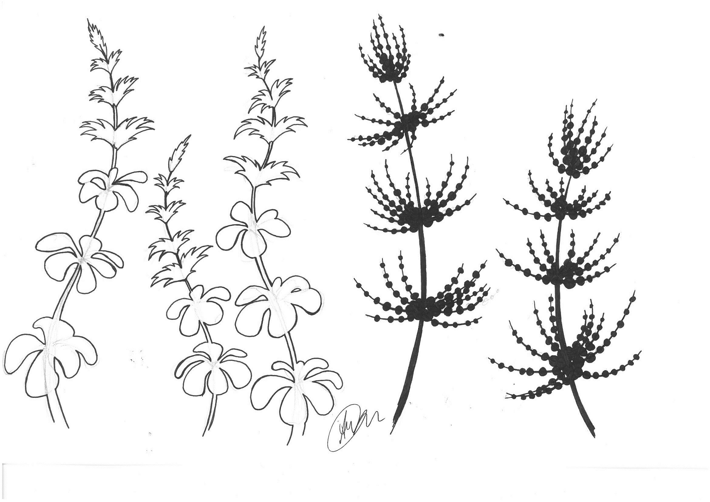 2338x1653 Fossil Art