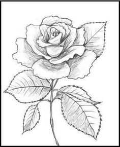 236x290 40 Beautiful Flower Drawings And Realistic Color Pencil Drawings