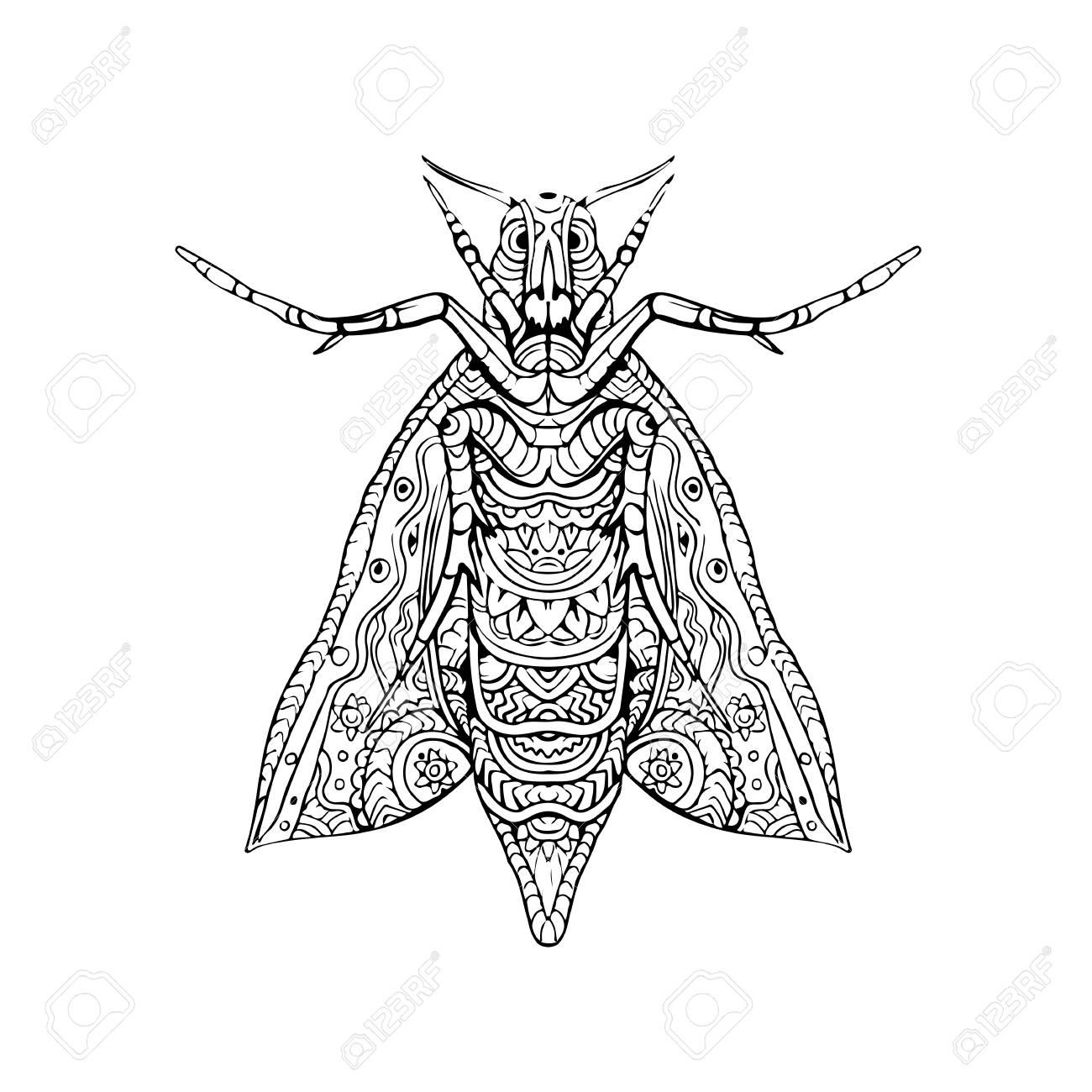 1300x1300 Illustration Of An Elephant Hawk Moth Done In Hand Sketch Drawing