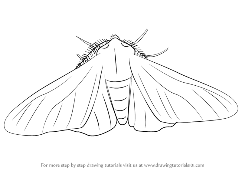 800x565 Learn How To Draw A Peppered Moth (Insects) Step By Step Drawing