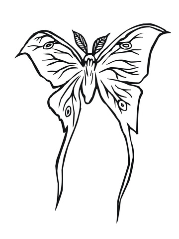 360x480 Luna Moth Coloring Page Free Printable Coloring Pages
