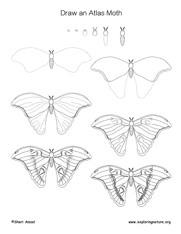612x792 Moth (Atlas) Drawing Lesson