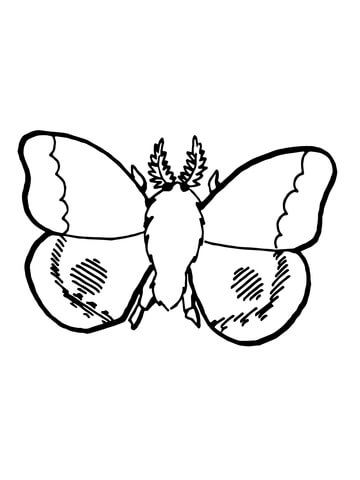 360x480 Nocturnal Moth Coloring Page Free Printable Coloring Pages
